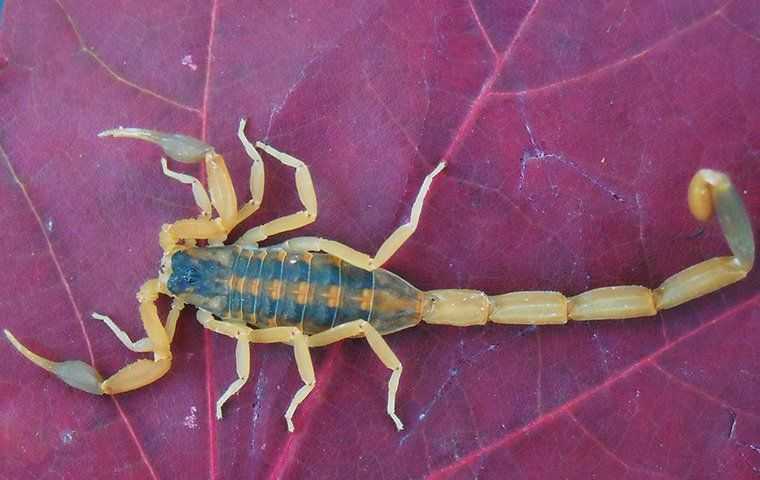 bark scorpion on a leaf