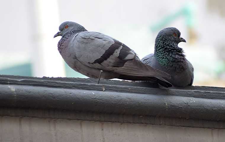 two pigeons sitting on top of a roof