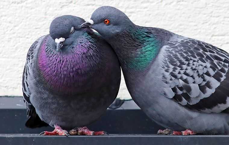 pigeons cuddling together