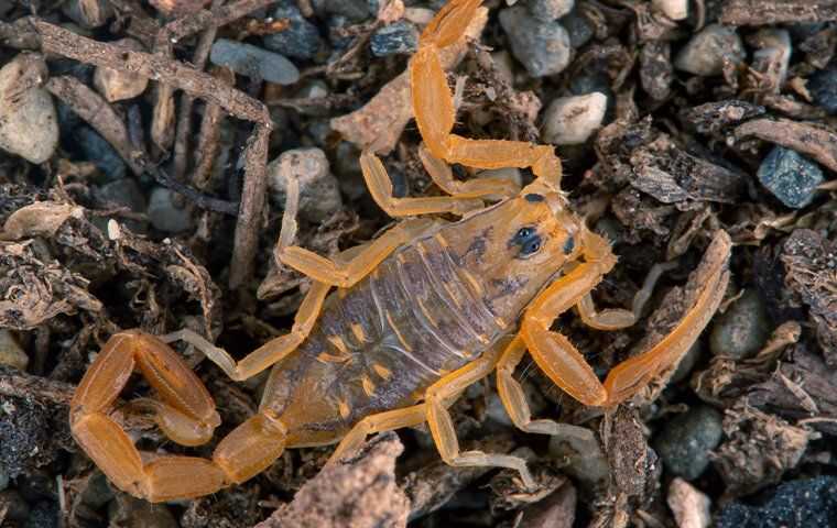 a scorpion crawling outside a home