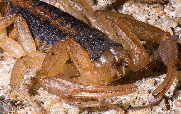 close up of bark scorpion crawling on ground