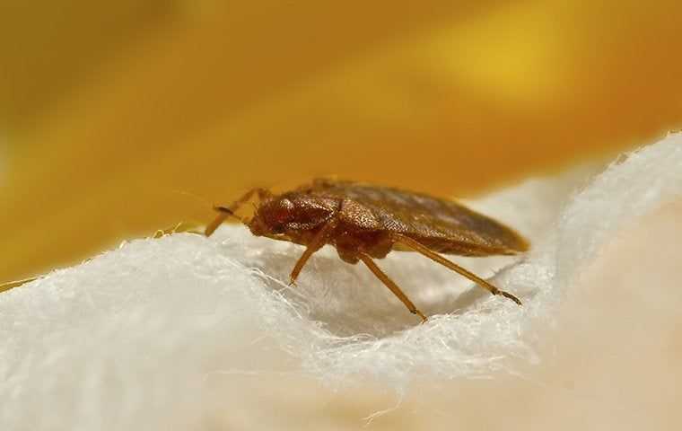 bed bug on fibers