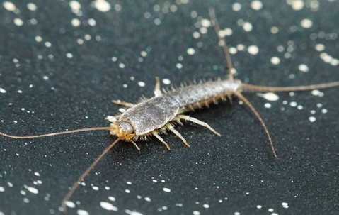 Why Professional Silverfish Control Is A Must In Henderson! A picture of a Silverfish.