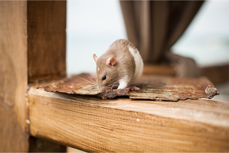 5 Common Signs of Rodent Activity in Your Home A picture of a Rodent.