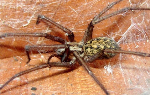 5 Interesting Facts About Spiders A picture of a Spider.