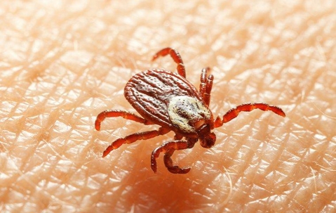 5 Tips to Protect Your Pets From Ticks In Las Vegas A picture of a Tick.
