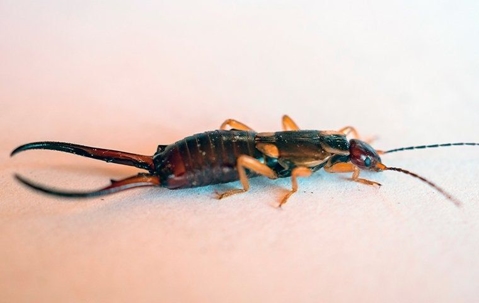A Helpful Guide To Earwigs In And Around Your Henderson Home A picture of an Insect.