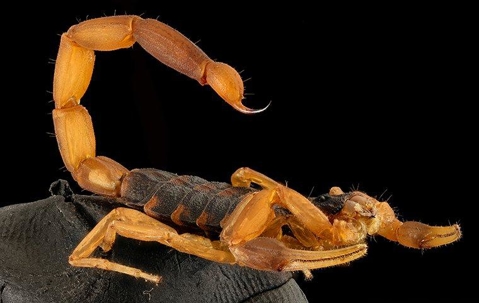 A Mini Guide To Bark Scorpions In Las Vegas A picture of a Scorpion.