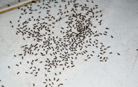 Ant Control 101: A Helpful Guide For Las Vegas Homeowners A picture of Ants.