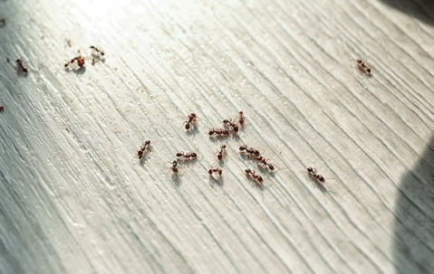 Ant Prevention And Control: A Comprehensive Guide For Henderson Homeowners A picture of Ants.