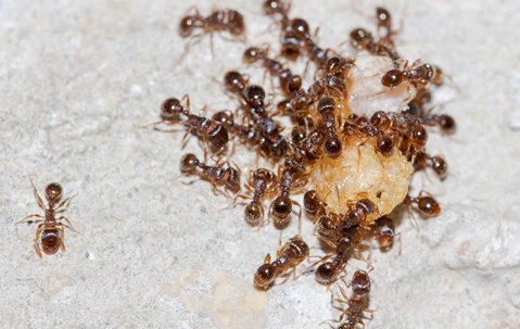 Ants In The House: Understanding the Risks And Health Concerns In Las Vegas A picture of Ants.