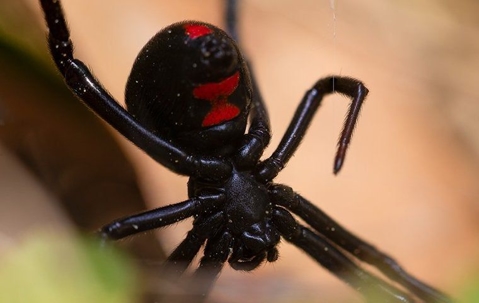 Are Black Widow Spiders Causing Mayhem On Your Henderson Property? A picture of a Black Widow Spider.
