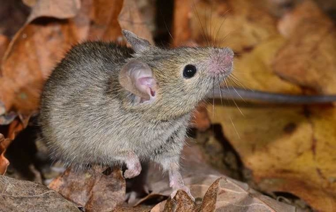Are You Struggling With A House Mouse Infestation In Henderson? A picture of a Rat.