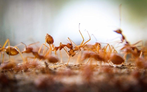 Avoid Ant Infestations This Summer A picture of Ants.