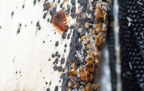 Banishing Bed Bugs: Exploring Effective Heat Treatment Solutions For Henderson Homes A picture of Bed Bugs.