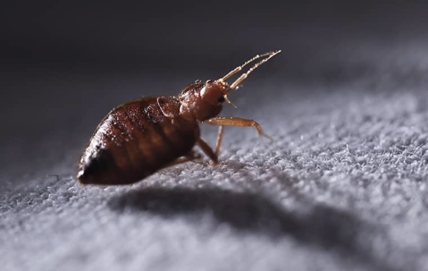 Bed Bug Control In Henderson: Essential Steps For Elimination A picture of a Bed Bug.