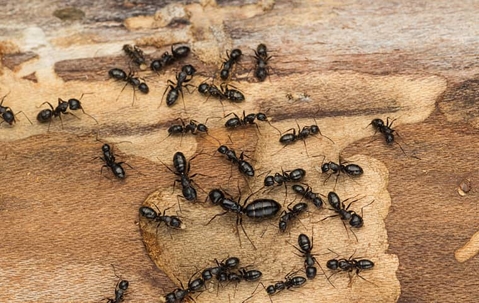 Carpenter Ant Control: Effective Strategies For Henderson Homeowners A picture of Carpenter Ants.