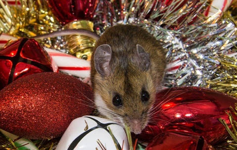 Deck The Halls, Not The Pests: Holiday Pest Control Tips For Henderson Homes A picture of a Mouse.