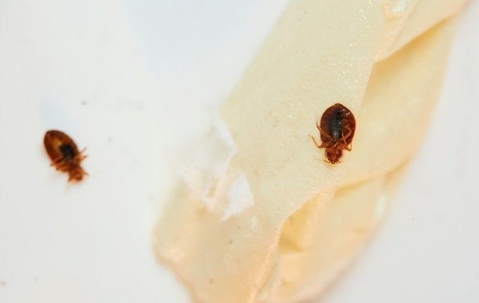 Don't Let The Bed Bugs Bite: The Effective Control Solution For Your Las Vegas Home A picture of a Bed Bugs.