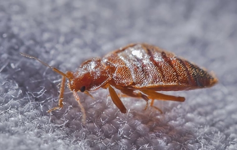 Effective Bed Bug Elimination With Heat Treatment: The Ultimate Solutions For Henderson Homes A picture of a Bed Bug.