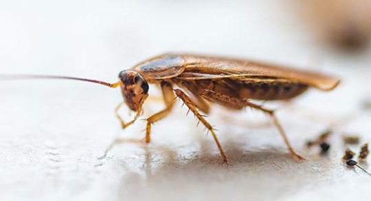 Effective Strategies For Eliminating Roaches In Your Home In Las Vegas A picture of a Roach.