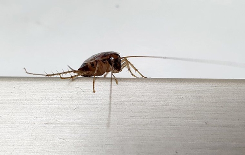 Eliminating Cockroaches For Good: A Comprehensive Approach For Henderson Homes A picture of a Cockroach.