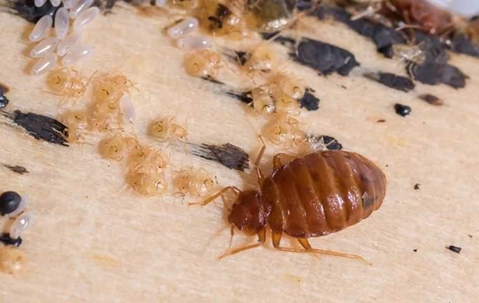 Eradicating Bed Bugs With Heat In Your Henderson Home A picture of a Bed Bug.