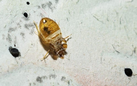 Five Signs Your Henderson Home May Have Bed Bugs A picture of a Pest.