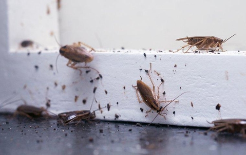 Four Signs Your Las Vegas Valley Home Has A Cockroach Problem A picture of Roaches.