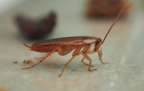German Cockroaches In Las Vegas: An All-Inclusive Guide To Identification, Prevention And Control A picture of a German Cockroach.