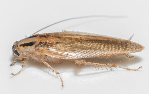 Getting Rid Of German Cockroaches: A Comprehensive Guide For Henderson Homeowners A picture of a German Cockroach.