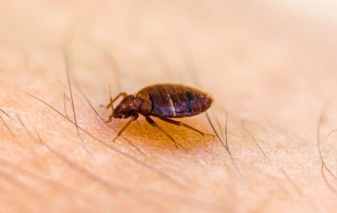 Henderson Homeowners' Complete Guide To Effective Bed Bug Control A picture of a Bed Bug.