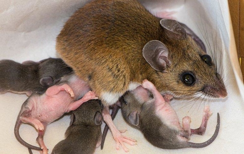 Here’s Why Rodents Are Such A Problem In Las Vegas Valley Homes A picture of Mice.