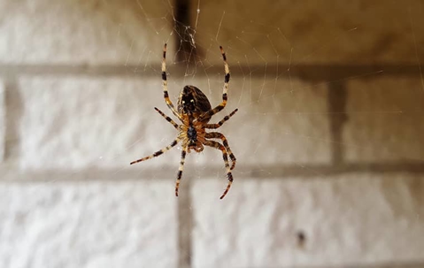 How Many Spiders Are Too Many Spiders In Las Vegas Homes? A picture of a Spider smiling.
