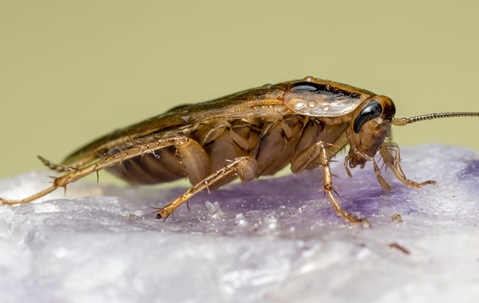How To Get Rid Of Cockroaches: A Comprehensive Guide For Las Vegas Homeowners A picture of a Cockroach.