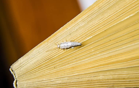 How To Get Rid Of Silverfish: The Ultimate Guide For Las Vegas Homes A picture of a Silverfish.