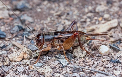 How To Keep Crickets Out Of Your Las Vegas Home A picture of a Cricket.