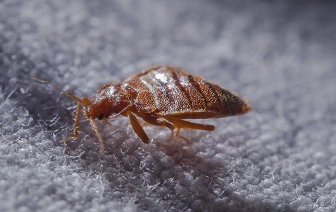 How To Keep Pests Out Of Apartments In Henderson, NV A picture of a Pest.