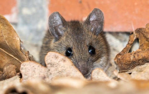 How To Keep Rodents At Bay: Tips For Effective Control For Your Summerlin Home A picture of a Rodent.