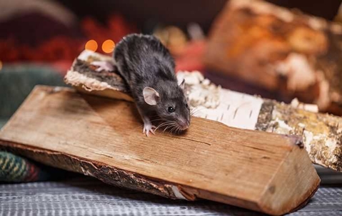 How To Keep Your Henderson Home Rodent-Free A picture of a Rat.