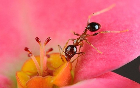 How To Prevent Ants Inside Your Henderson Home A picture of an Ant.