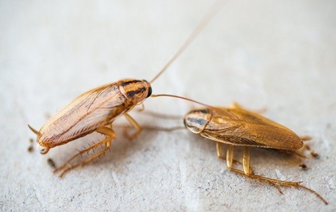 How To Prevent Cockroaches Around Your Henderson Home This Summer A picture of Roaches smiling.