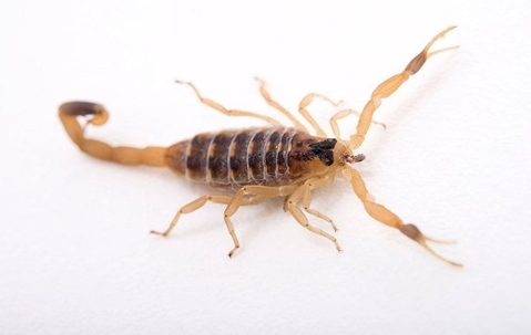 How To Prevent Scorpion Infestations In Las Vegas: Tips From The Pros A picture of a Scorpion smiling.