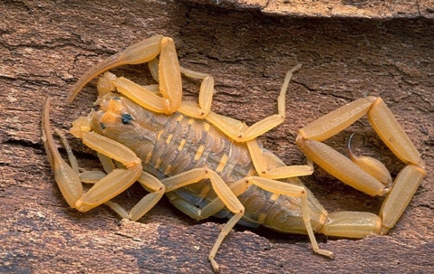 How To Prevent Scorpions For Henderson Residents A picture of a Scorpion.