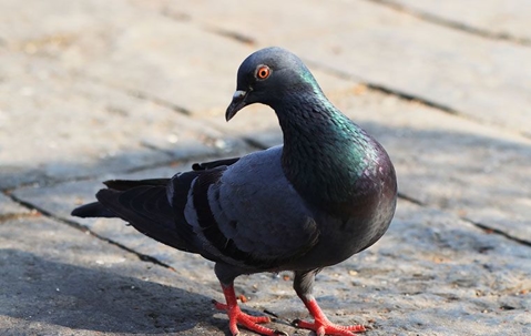 Keep Pigeons At Bay: Expert Strategies For Effective Pigeon Prevention And Control In Summerlin A picture of a Pigeon.