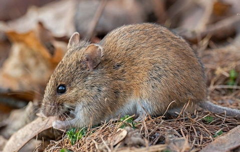 Keeping Rodents Out: Expert Control Strategies For Summerlin Properties A picture of a Rodent.