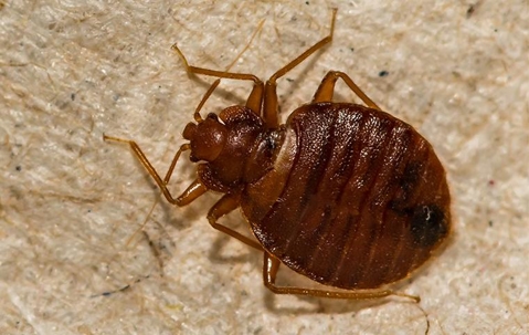 Las Vegas Bed Bug Heat Treatment A picture of an Insect.