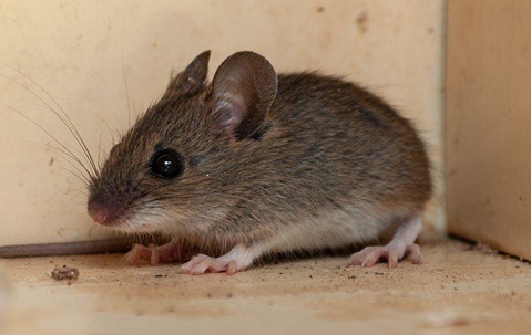 Pushing Pests Out With Spring Cleaning & Proactive Pest Control A picture of a Rat.