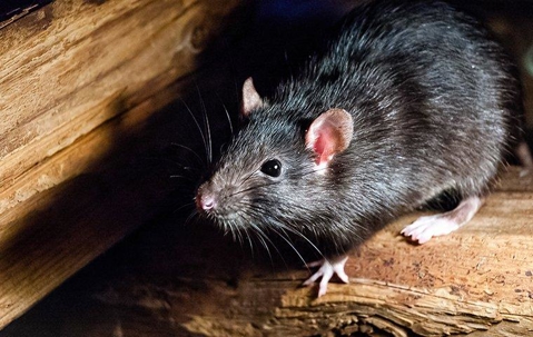 Rat Infestations: Prevention And Control Strategies For Your Las Vegas Home A picture of a Rat.
