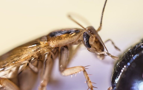 Roach Removal 101: What It Takes To Eliminate An Infestation In Your Henderson Home A picture of a Roach.